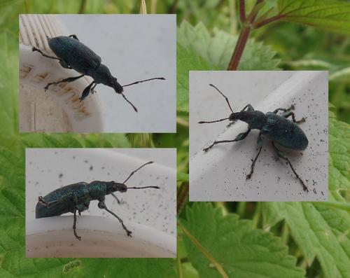 Réf. 184 428 : Phyllobius pomaceus